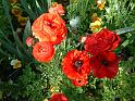 Ranunculus orange